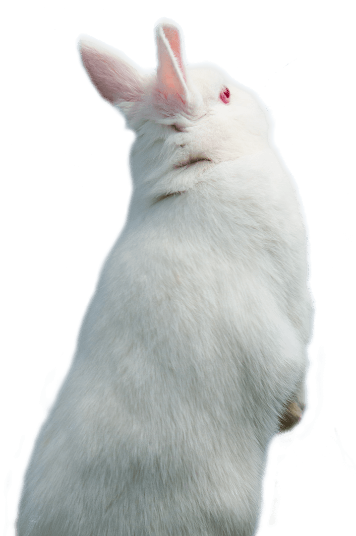 Back View of White Rabbit on Transparent Background, Staring Forward