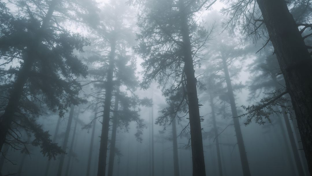 Misty Pine Forest with Towering Conifers, Foggy Canopy and Moody Silhouetted Trees