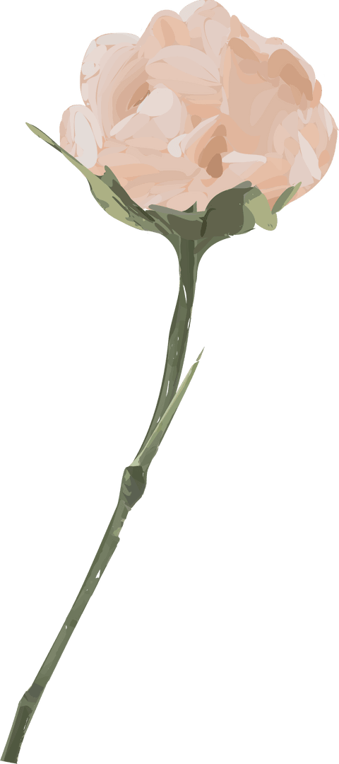 Elegant Peach Bloom with Green Stem on Transparent Background