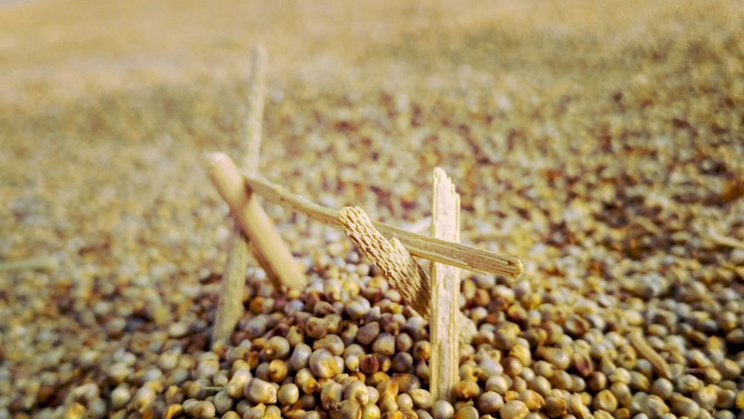Heap of Sorghum Grains with Traditional Threshing Sticks - Free Images, Stock Photos and Pictures on Pikwizard.com