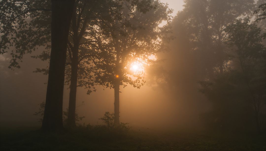 Ethereal Sunrise with Mist Through Forest Composition