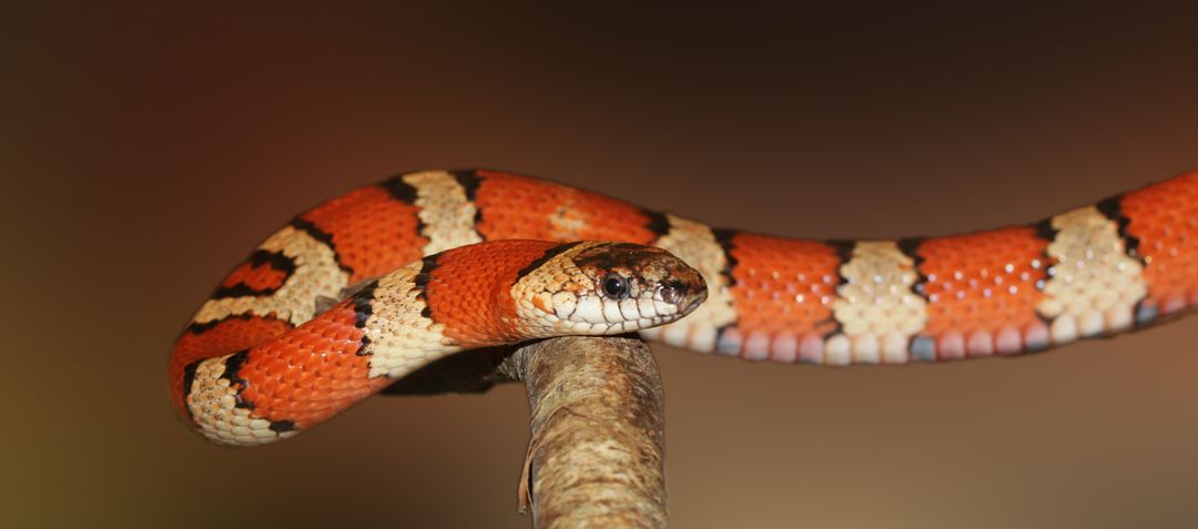 Red colourful orange black snake - Free Images, Stock Photos and Pictures on Pikwizard.com