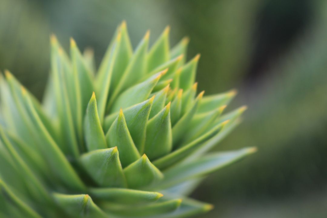 Close-Up of Exotic Succulent Plant with Sharp Leaves - Free Images, Stock Photos and Pictures on Pikwizard.com