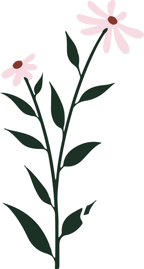 Transparent Vector Wildflower with Pink Daisy Blooms and Slender Stem