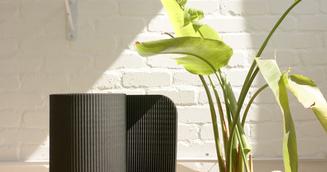 Sunlight Streaming onto Houseplant and Wall, Creating Playful Shadows