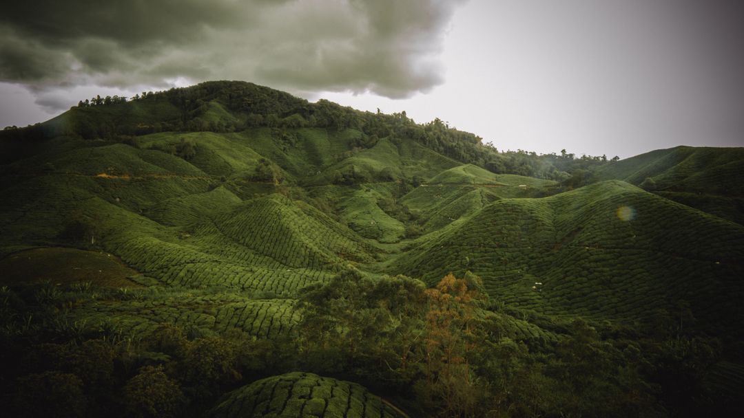 Lush Green Rolling Hills Under Cloudy Sky in Tea Plantation - Free Images, Stock Photos and Pictures on Pikwizard.com