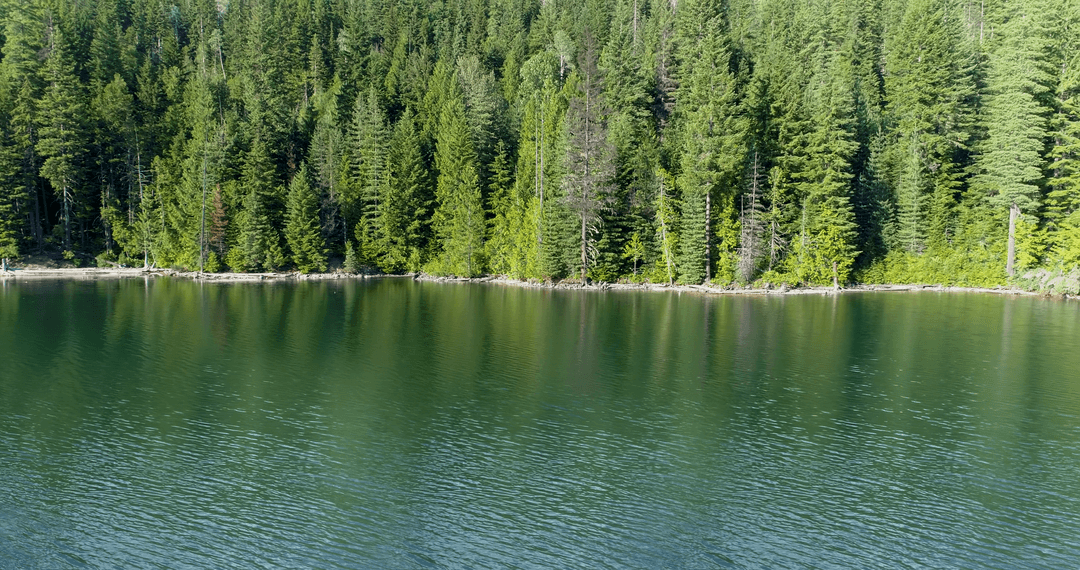 Transparent Water Landscape Edged by Dense Green Forest