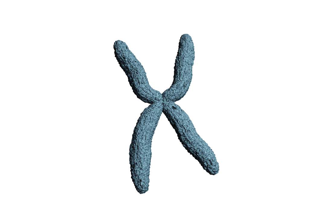 Digital Illustration of Blue DNA Chromosome on Transparent Background