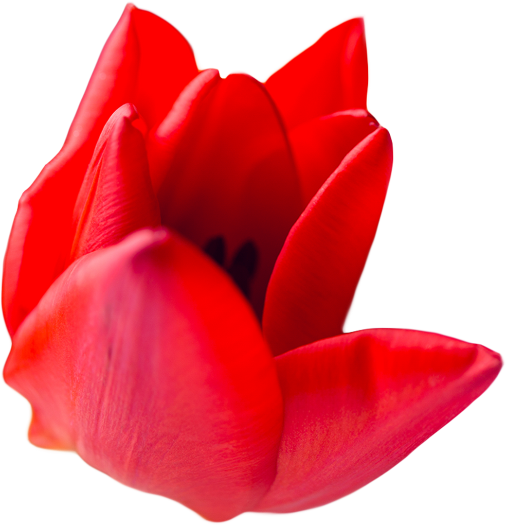 Close-up of Vibrant Red Flower, Transparent Background - Download Free Stock Images Pikwizard.com