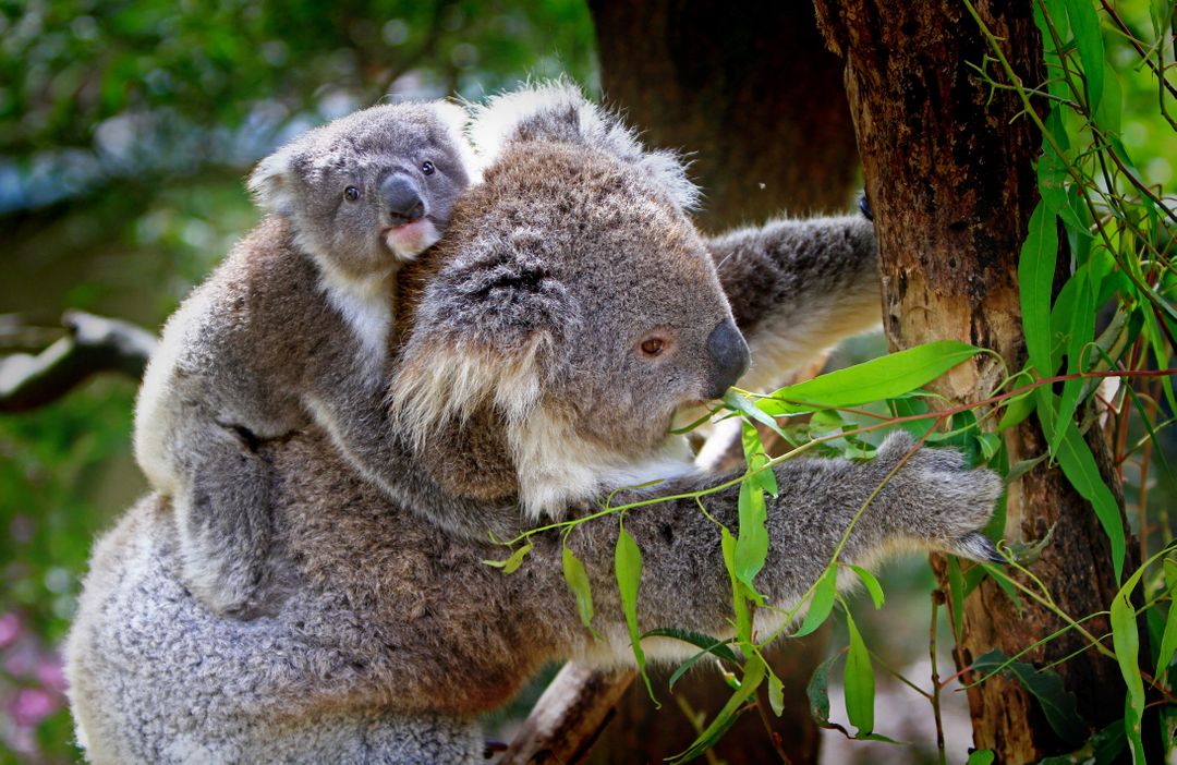 Koala Mother with Baby Clinging on Back in Eucalyptus Tree - Free Images, Stock Photos and Pictures on Pikwizard.com