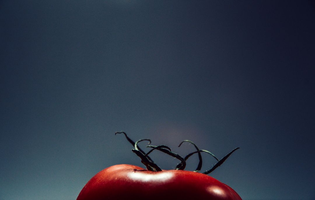Single Ripe Tomato Against Dark Background - Free Images, Stock Photos and Pictures on Pikwizard.com