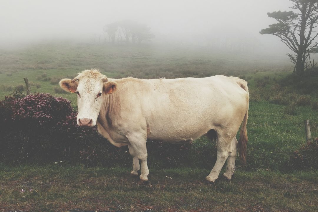 Cream Charolais cow standing in foggy pasture with lone tree and wildflowers