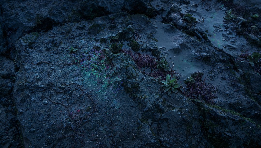 Moonlit wet coastal rock with succulent rosettes, moss and lichen in tidal crevices