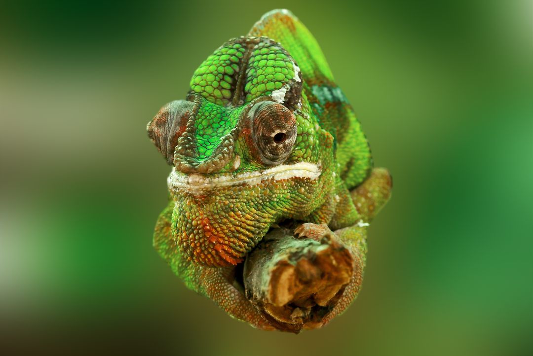 Close-up of Colorful Chameleon on Branch with Green Background - Free Images, Stock Photos and Pictures on Pikwizard.com