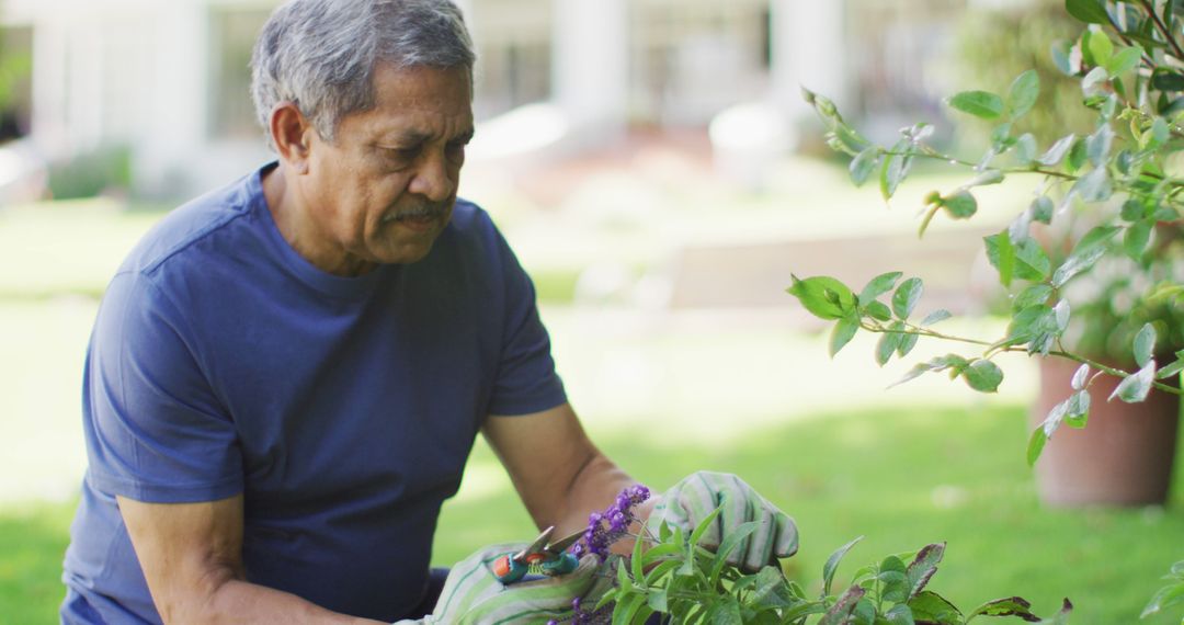 Image of focused biracial senior man taking care of plants in garden - Free Images, Stock Photos and Pictures on Pikwizard.com