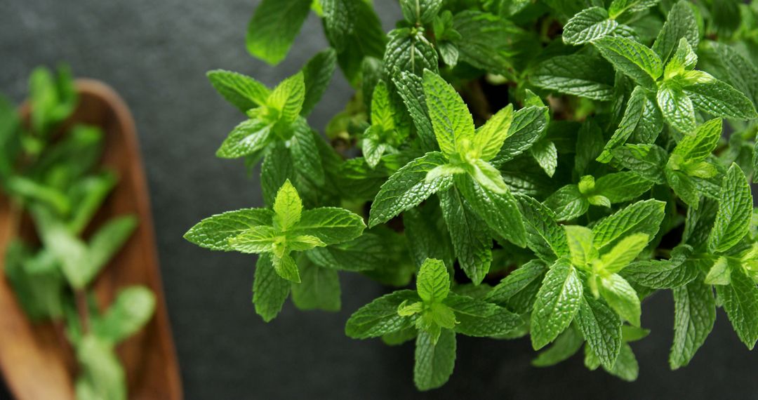 Fresh Green Mint Leaves on Dark Background - Free Images, Stock Photos and Pictures on Pikwizard.com