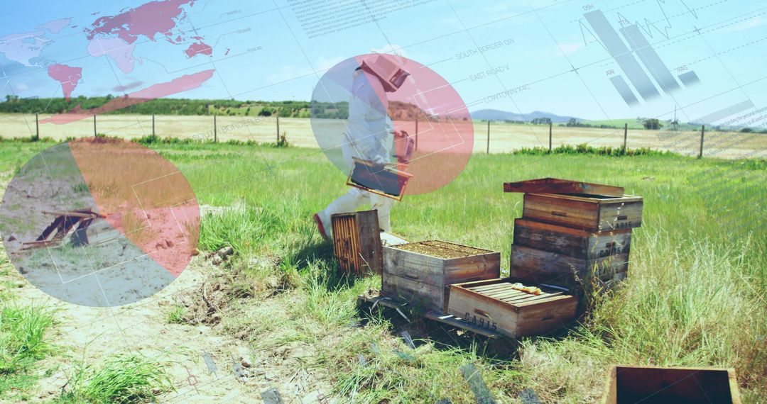 Beekeeper Inspects Hive Frame in Sunlit Apiary