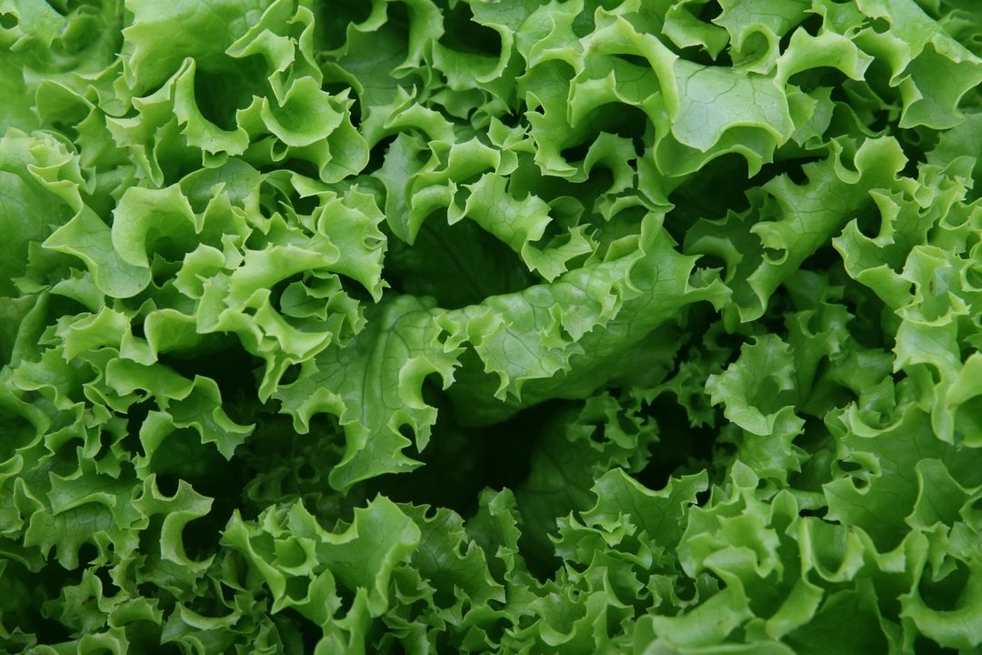 Close-Up of Fresh Green Lettuce Leaves with Ruffled Edges - Free Images, Stock Photos and Pictures on Pikwizard.com