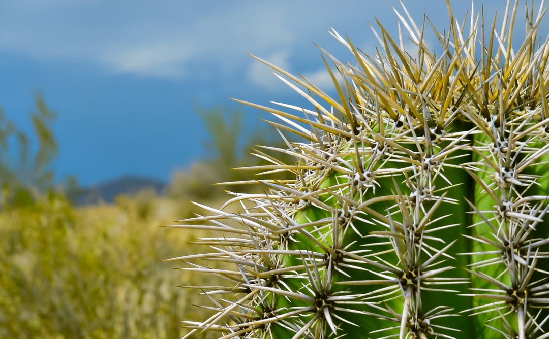 Close-Up of Cactus with Thorny Spines in Desert Landscape - Free Images, Stock Photos and Pictures on Pikwizard.com