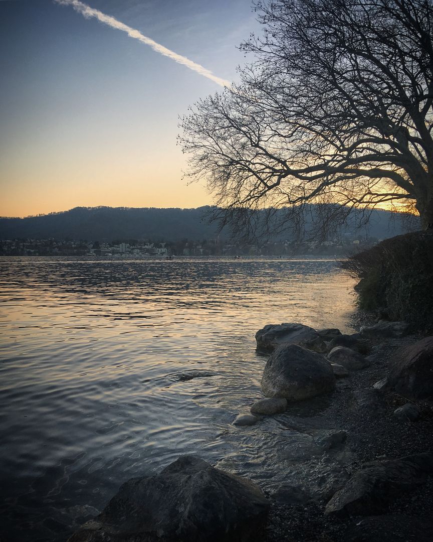 Serene beach sunset with leafless tree silhouette