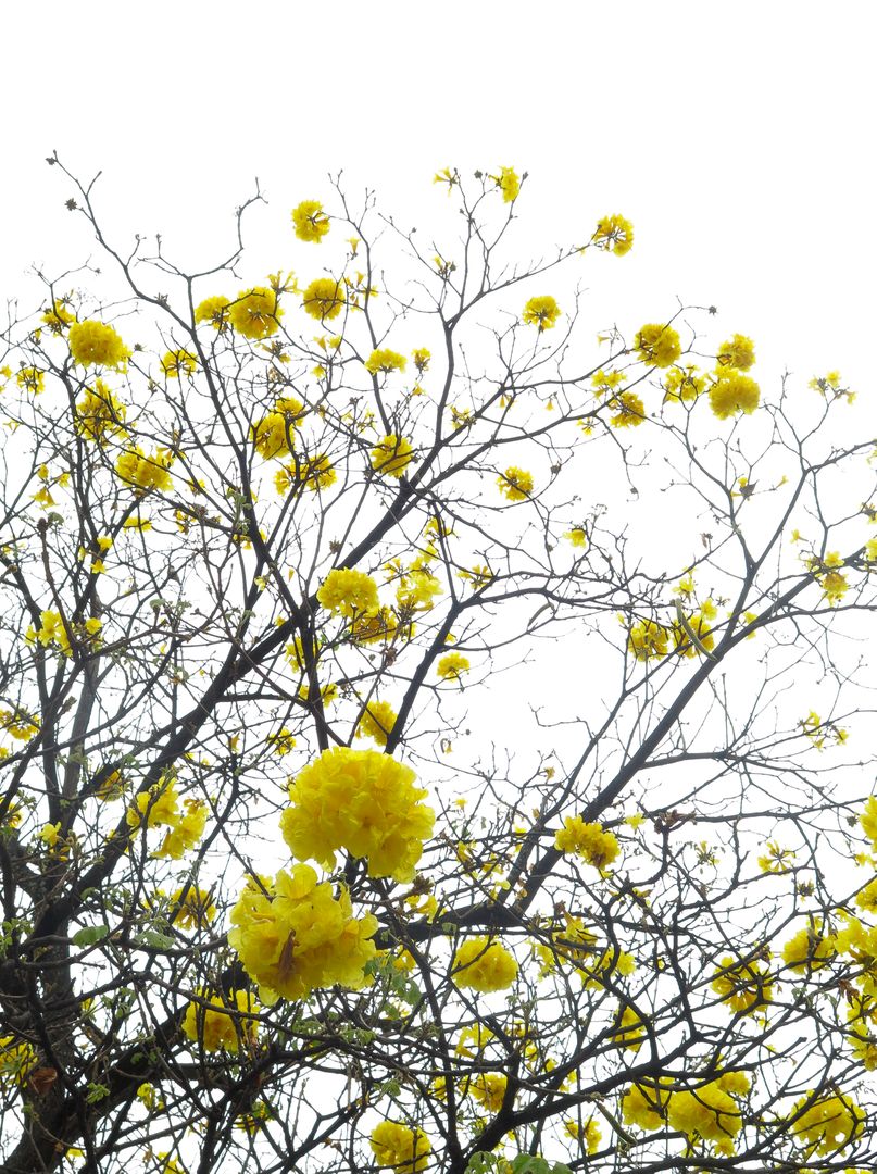 Yellow Blossoms on Bare Tree Branches Against Bright Sky - Free Images, Stock Photos and Pictures on Pikwizard.com