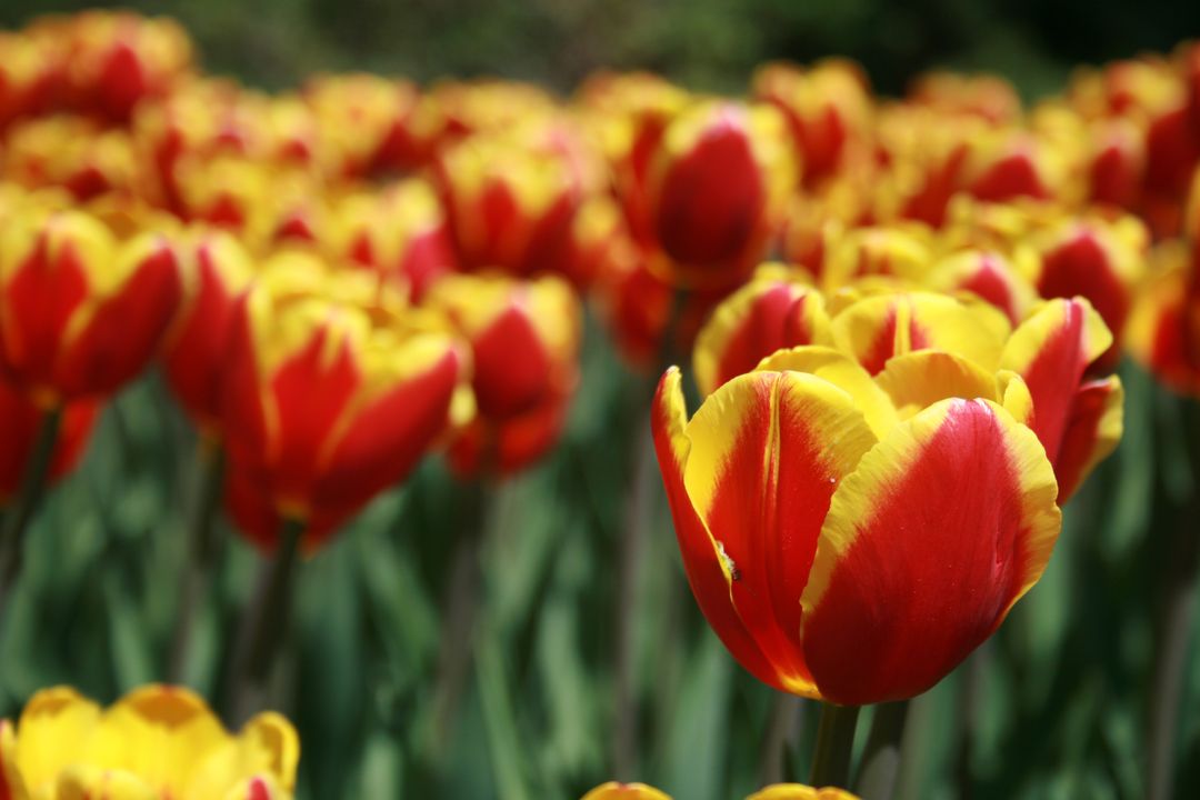 Vibrant red and yellow tulips blooming in spring garden bed with soft background bokeh