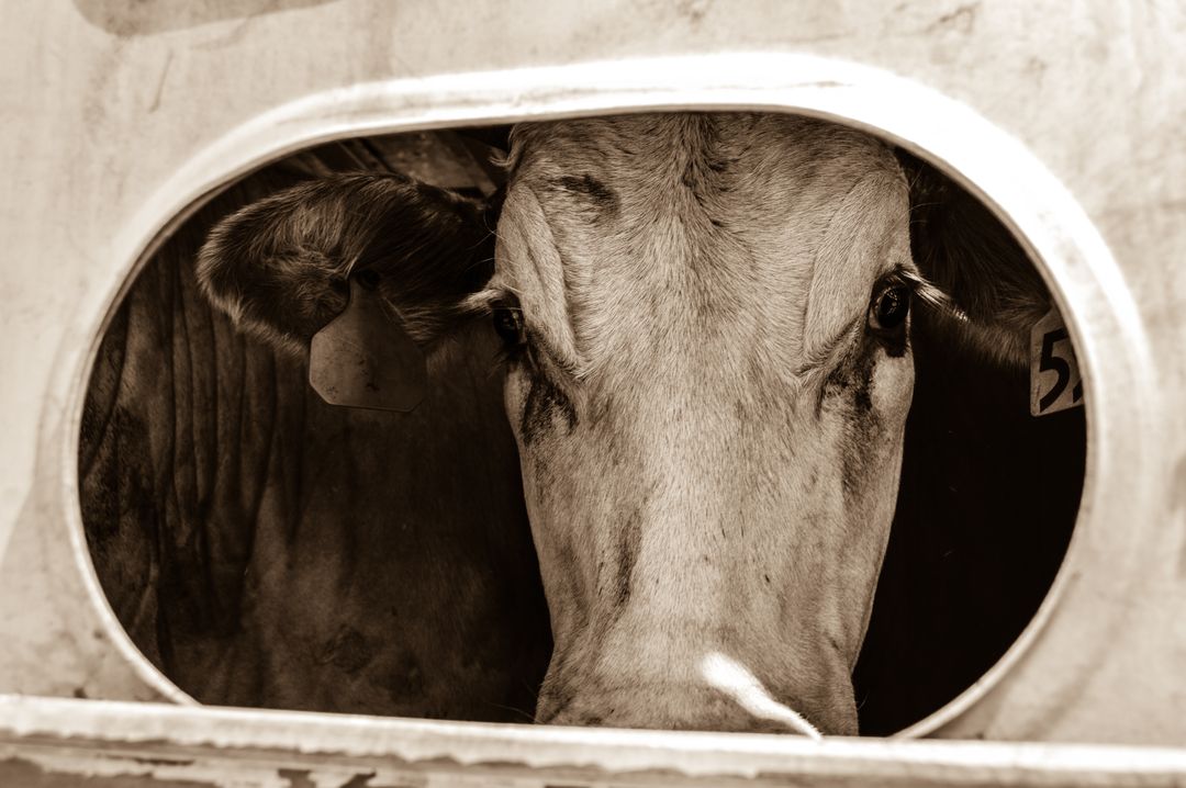 Sepia Toned Cow Looking Through Trailer Window - Free Images, Stock Photos and Pictures on Pikwizard.com