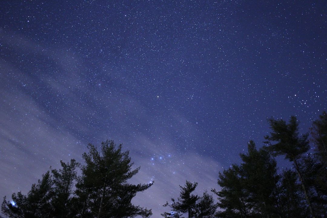 Starry Night Sky Above Forest Trees - Free Images, Stock Photos and Pictures on Pikwizard.com