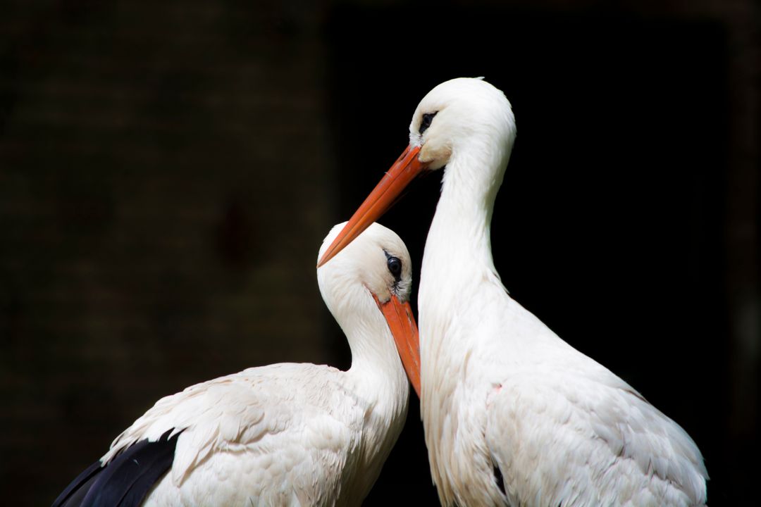 Elegant White Storks Displaying Affection - Free Images, Stock Photos and Pictures on Pikwizard.com