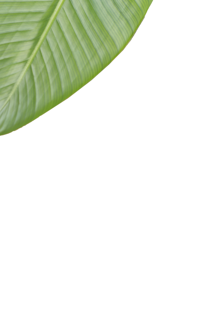 Realistic Green Leaf Illustration on Transparent Background - Download Free Stock Images Pikwizard.com