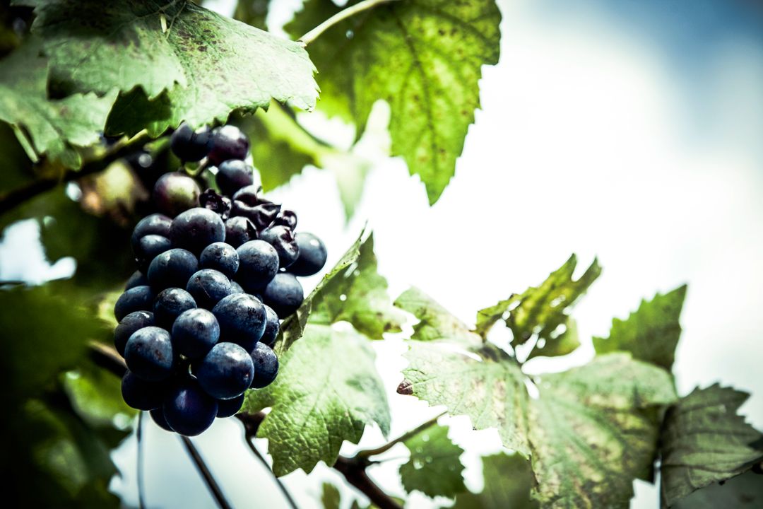 Close-Up of Ripe Grapes on Vine Against Sky