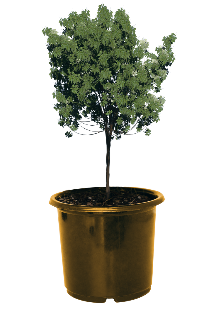 Transparent Graphics Potted Plant - Download Free Stock Images Pikwizard.com