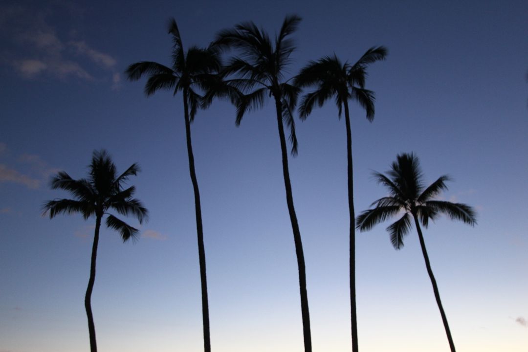 Silhouette of Palm Trees at Sunset with Dark Blue Sky - Free Images, Stock Photos and Pictures on Pikwizard.com