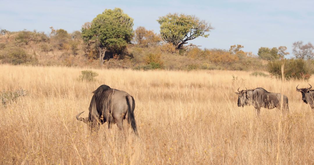 Wildebeests Grazing in African Savannah - Free Images, Stock Photos and Pictures on Pikwizard.com