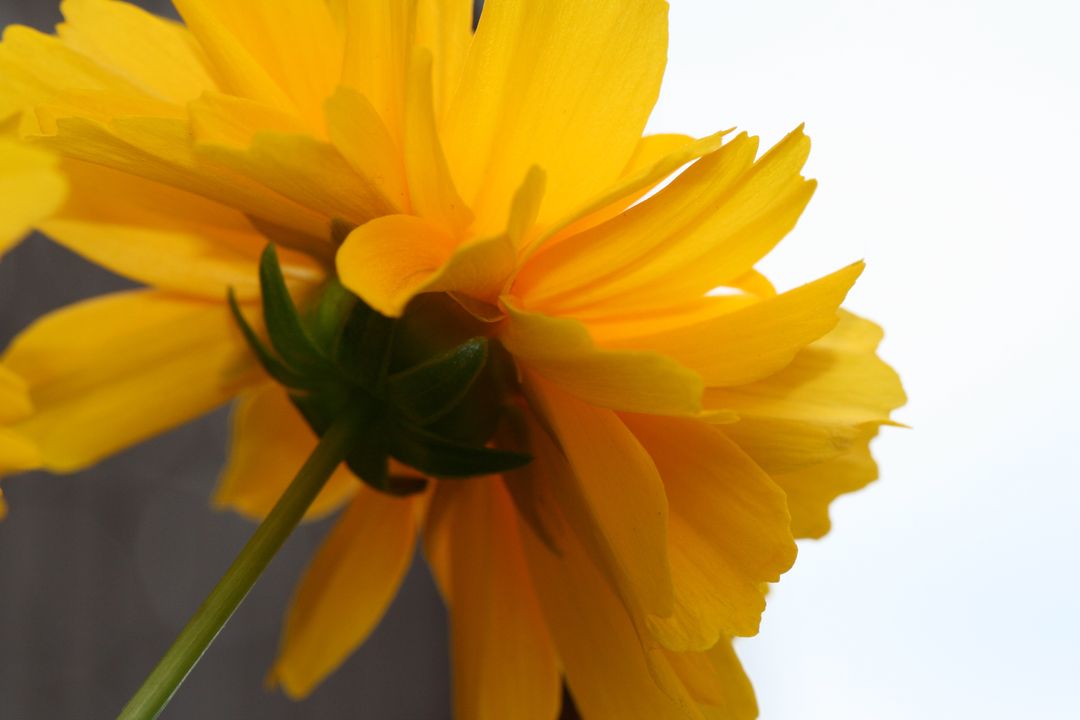Golden Yellow Flower Blooming from Below Showing Layered Petals and Green Sepals Close-up