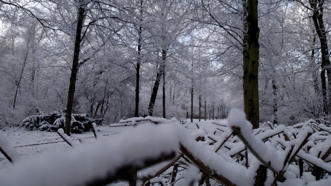 Snow-Covered Winter Forest with Bare Trees and Frozen Branches - Free Images, Stock Photos and Pictures on Pikwizard.com