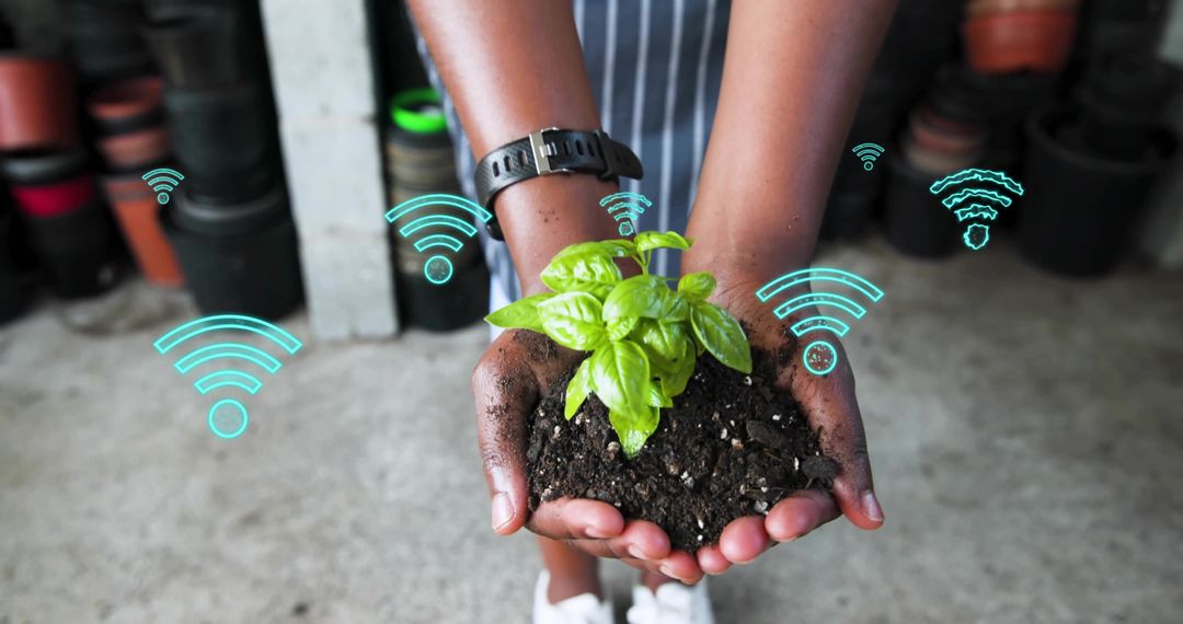 Hands Holding Basil Seedling with Wi-Fi Icons Representing Smart Urban Gardening