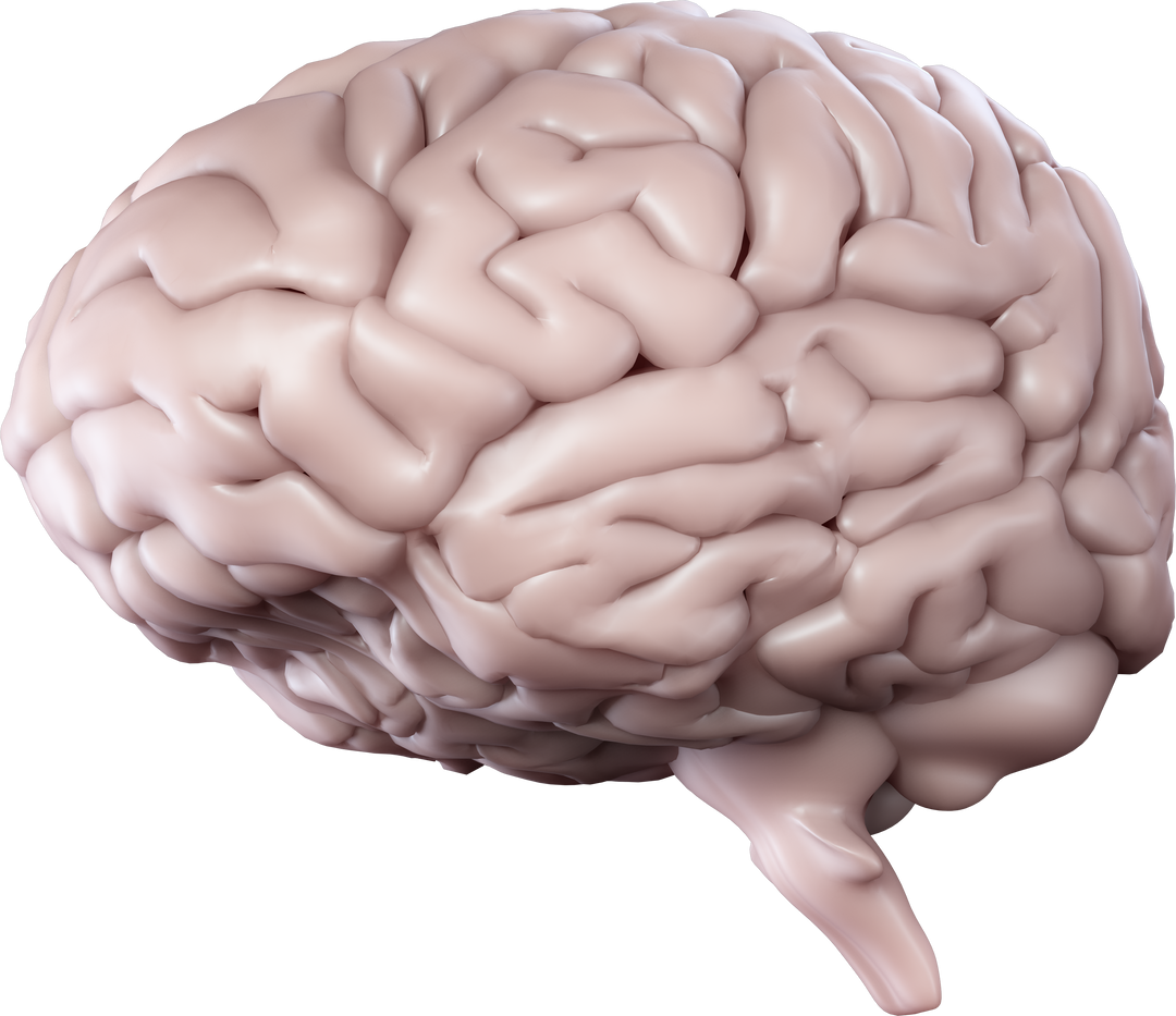 Transparent 3D Human Brain Concept for Psychology and Mental Health Awareness - Download Free Stock Images Pikwizard.com