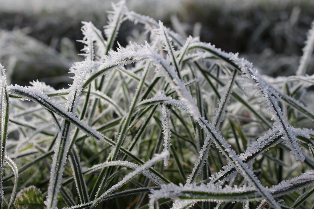 Frost Covered Grass on a Winter Morning - Free Images, Stock Photos and Pictures on Pikwizard.com