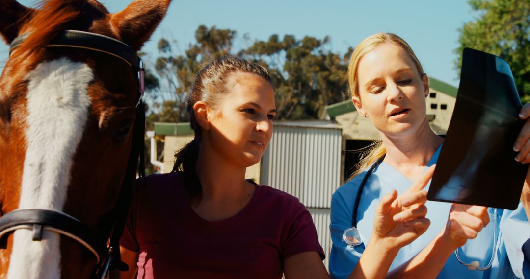 Veterinarian Examining X-ray with Horse and Owner Outdoors - Free Images, Stock Photos and Pictures on Pikwizard.com