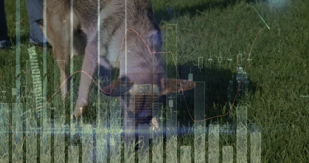 Pastoral Scene with Pig Grazing Overlayed with Financial Charts