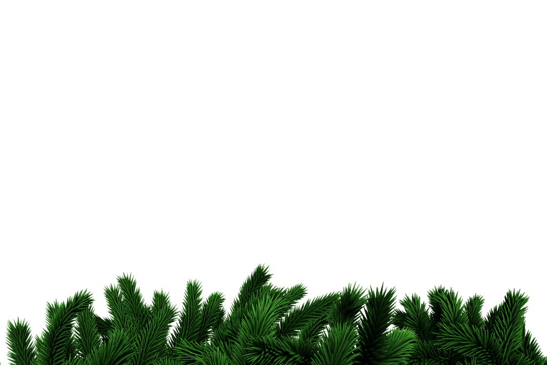 Green Fir Tree Branch Border on Transparent Background