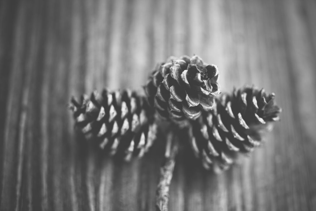 Close-up of Pine Cones on Wooden Surface in Black and White - Free Images, Stock Photos and Pictures on Pikwizard.com