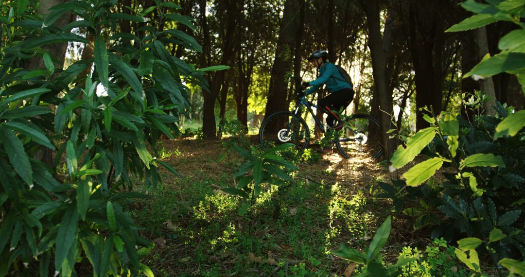 Mountain Biker Riding Through Sunlit Forest Trail - Free Images, Stock Photos and Pictures on Pikwizard.com