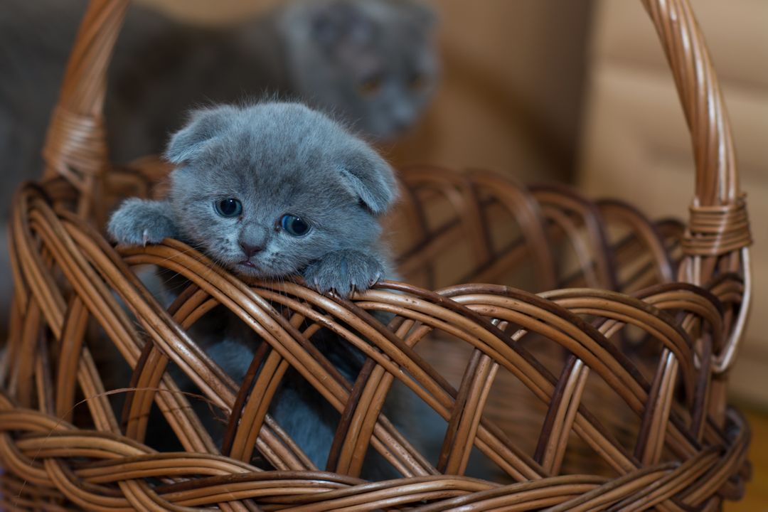 Russian Blue Kitten on Brown Woven Basket - Free Images, Stock Photos and Pictures on Pikwizard.com