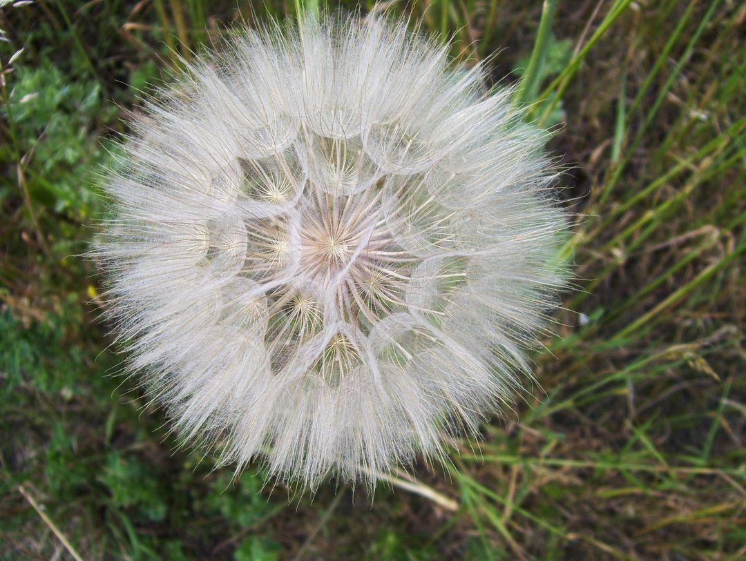 Closeup of Dandelion Seed Head Ready to Disperse - Free Images, Stock Photos and Pictures on Pikwizard.com