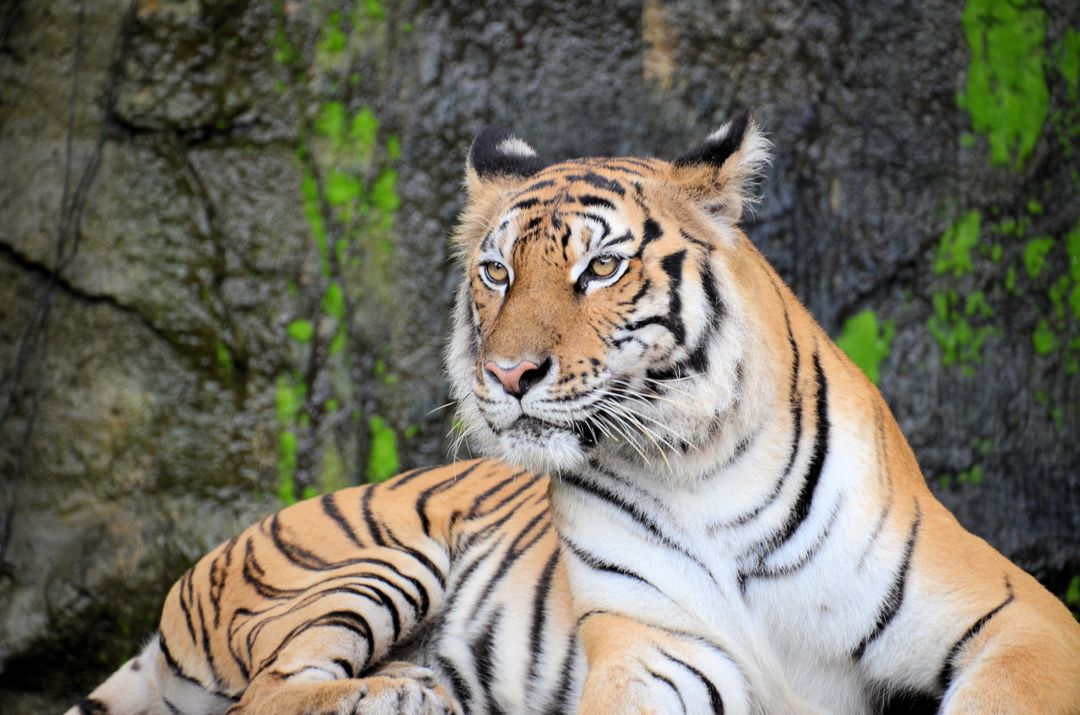 Majestic Bengal Tiger Resting near Ivy-Wall