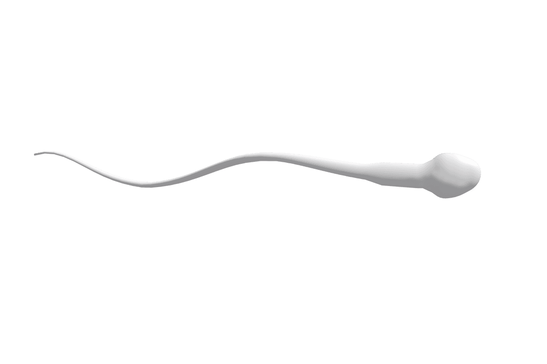 Transparent Sperm Cell Illustration on Clear Background