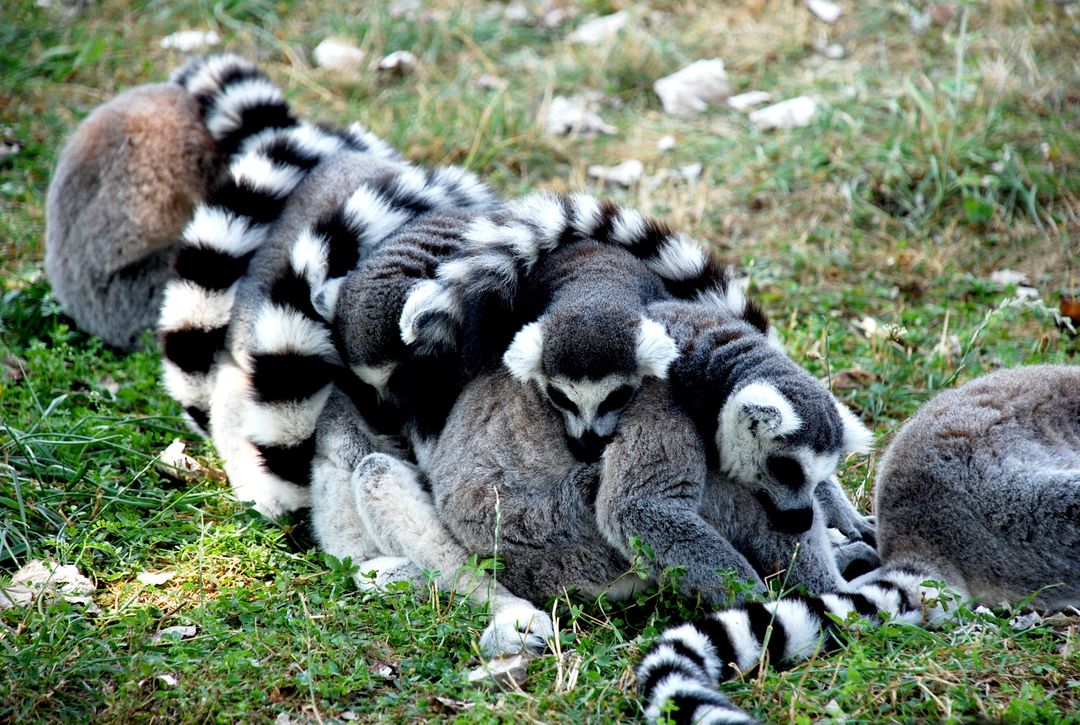 Ring-tailed Lemurs Cuddling Together in Grass - Free Images, Stock Photos and Pictures on Pikwizard.com