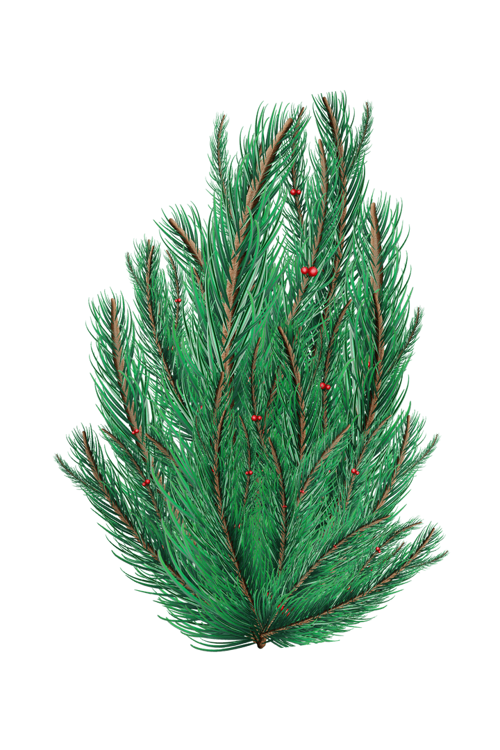 Transparent Green Fir Tree Branches Design with Red Berries